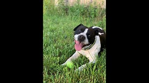 Enfield elderly woman dies after dog knocks her down and bites her leg