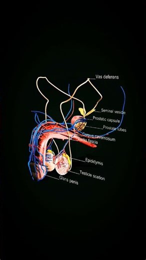 3D Male Reproductive System Explained | Human Anatomy in 60 Seconds #shorts