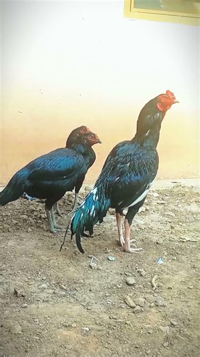 #birdspecies #viralvideo #swataseels #roosterfarm #rooster #aseelmurga #chicken #cheenaaseel #birds