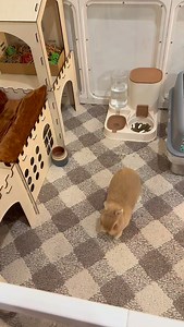 Amazon bunny Favorites 🐰🤍 * * * #bunnies #rabbit #bunny #amazonfinds #petsofinstagram | Bubbythebun