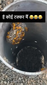 Hai koi 😂( 10k goal) follow 🎯 #sarkaghat #comedy #reel #love #funny #explore | Thakur Renuka Ranta