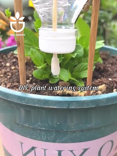 DIY Plant Watering System for Hassle-Free Gardening