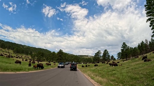 Wildlife Loop Road, Custer State Park, South Dakota, USA 🇺🇸🇺🇸🇺🇸 #4kscenicdrivesandhikes #buffalo #wildlife #usaroadtrip #travel #southdakota #usa | 4K Scenic Drives and Hikes Worldwide.
