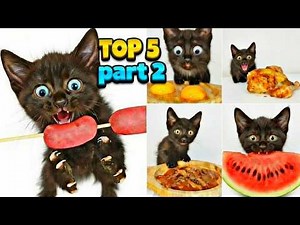 TOP 5 Kitten ASMR Eating Compilation [Part 2]