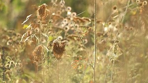 Meadow. Beauty nature background. Wild flowers plants in field. Wildflowers flowers and herbs on meadow swing in wind. Slow motion, close up