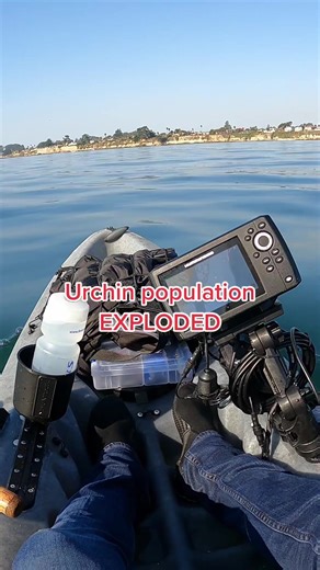 Understanding the Impact of Sea Otters on California's Urchin Problem