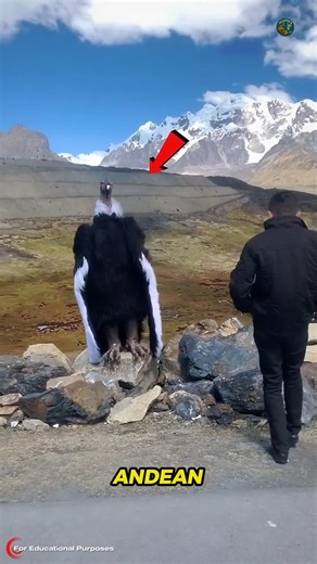 How the Largest Flying Bird Spends Hours Soaring Without a Flap. #documentary#usashorts#fyp