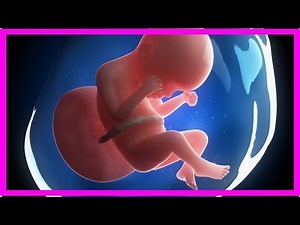 24 semanas de embarazo