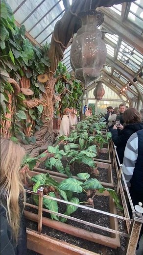 The screaming plants in Harry Potter#wbtourlondon#mandragora