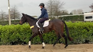 Jerry!!! 😡😡😡 Warning - bad language for the bad cat! Poor Slopes (the dark guy) - he's a 3yo having his first ride off the track, didn't need this harassment! Mind you I think Jerry scared me more than he scared the horses....🤣 | EventStars Ltd
