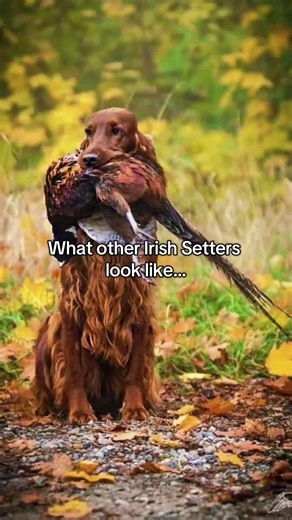 Exploring Irish Setters: What Makes Them Unique?