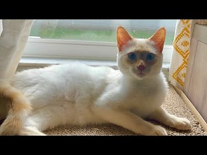 Trilling Cat Yawns And Stretches