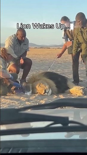 Wild Animal Attacks Caught On Camera!