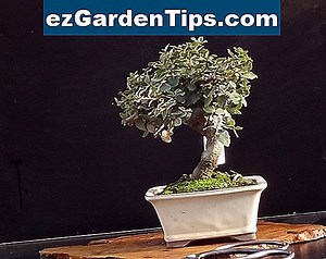 Comment faire un chêne bonsaï 🌱 Conseils Jardiniers - Fr.ezGardenTips.com