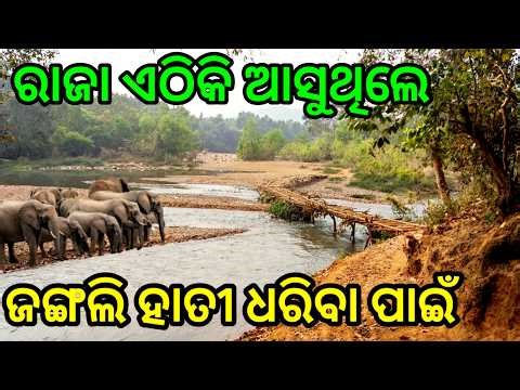 ମାଁ କଳା ମହାପାଟ ଙ୍କୁ ପୂଜା କରି ରାଜା ଏହି ଜଙ୍ଗଲରୁ ଧରୁଥିଲେ ହାତୀ | Kamakhyanagar | Dhenkanal