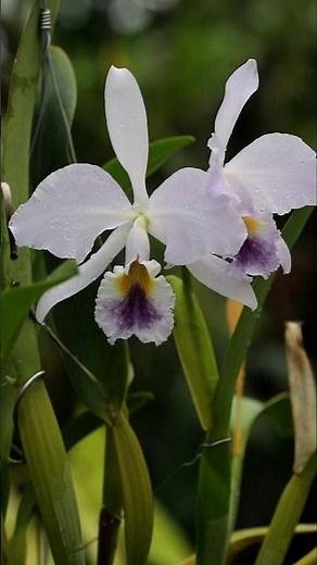 Queen of autumn orchids / Cattleya labiata coerulea
