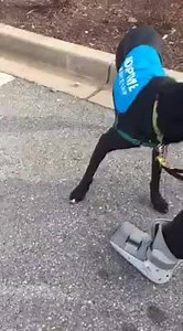 663 reactions · 102 shares | Meet Jack, available for adoption at lab-rescue.org or at Petsmart in Frederick, MD today. | Lab Rescue LRCP | Facebook