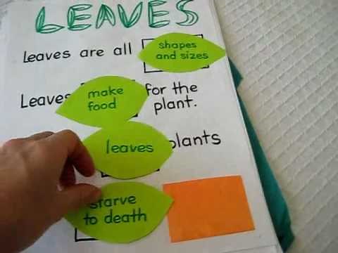 Grade 1 - Science: Projects, activity pages, games all about "leaves".