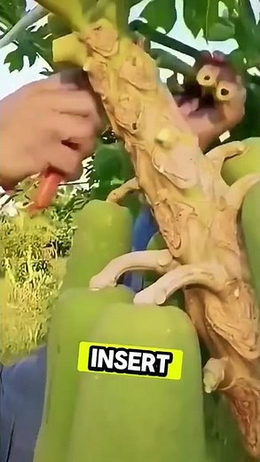 How to Pick Papayas from TALL Trees! Smart Harvesting Hack 🤯