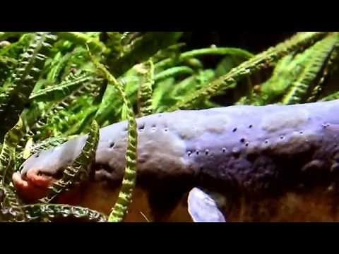 Eel Facts: 9 facts about Electric Eels