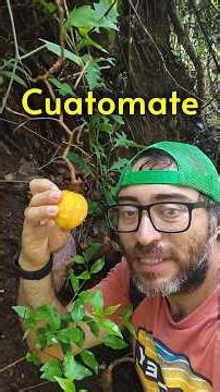 Fruta rara de México 🇲🇽 | Cuatomate #plantas #campo #naturaleza #frutasexóticas #campomexicano