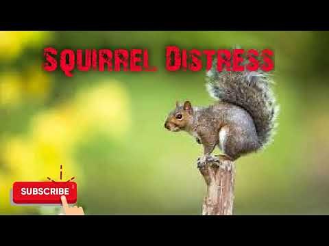 Predator Hunting Call - Squirrel Distress - 12 Mins - Free Download