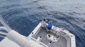 8.6K views · 217 reactions | SHARKS SHARKS SHARKS.........OMG | FishMonster Key West | Facebook