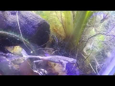 African Dwarf Frog singing