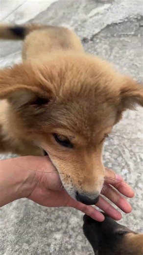 Nghỉ lễ cùng các đồng đội 🐕