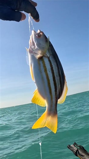 Caught a Stunning Reef Fish in Tropical Waters – Prime Eating Fish! 🐟🔥 #reeffish #fishing