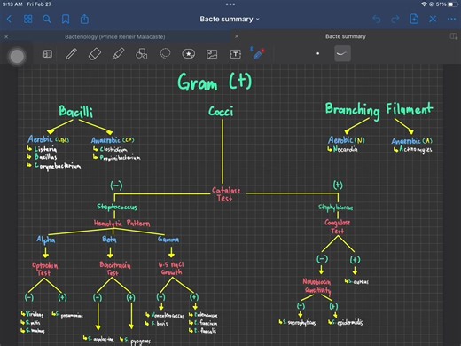 Understanding Gram Positive Bacteria and Their Impact
