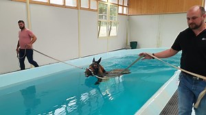 VIDÉO. Normandie, terre de cheval (5/6). La santé des équidés, un cheval de bataille
