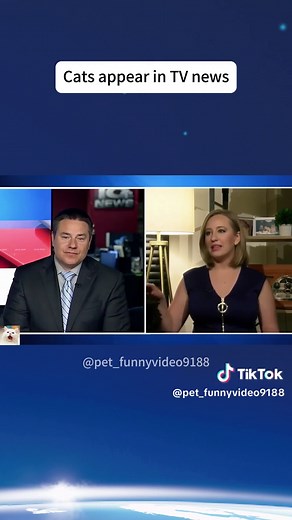 Cat in TV News: Funny Moments with Barry and Finny