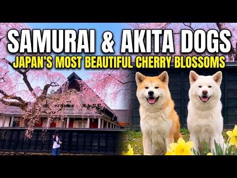 Exploring the Magical Samurai Town in Cherry Blossom Season | Kakunodate, Akita