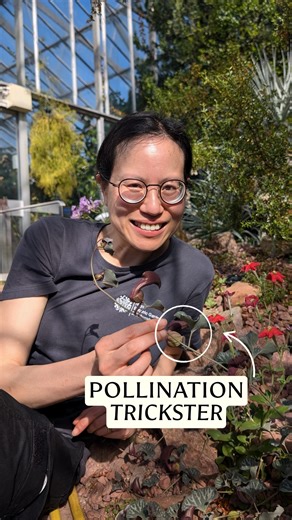 👀 See this plant's pollination tricks in action! ﻿﻿The Aristolochia chilensis has some nifty (and smelly) methods to ensure effective pollination. The foul smell that Audrey, one of our glasshouse horticulturists, is describing is like rotting meat, designed to entice insects into the plant before they're trapped inside by its downward facing hairs. The clever Aristolochia, commonly known as Dutch man’s pipe, is in one of our glass houses, which are currently closed to visitors as we undergo vi