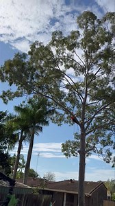 Advanced Tree Surgery - Sunshine Coast on Reels
