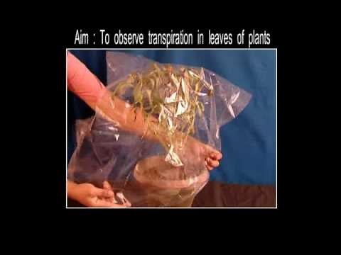 Science Experiments - To Observe Transpiration In Leaves Of Plants