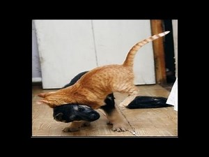 Furious Cats Attacking Dogs Part 2