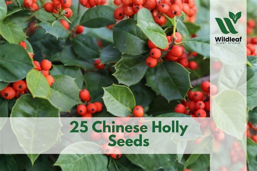 25 Chinese Holly Seeds – Ilex Cornuta Evergreen Tree - Etsy