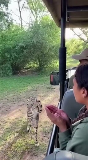 Cheetah surprises girl up close in jungle 🐆😲🌿
