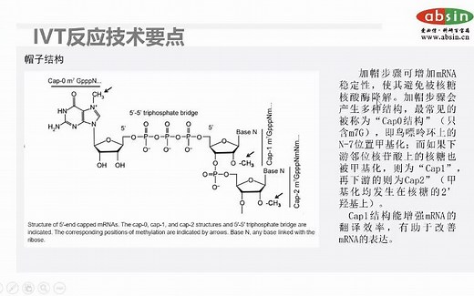 IVT 反应技术要点