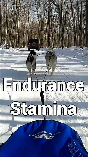 My Husky Can Run HOW Fast? | Siberian Husky Facts #shorts