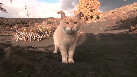 38K views · 58 reactions | Spain's nature brigade officers have been feeding cats who survived La Palma's volcanic eruption. They hope to reconnect them with their owners now that residents can come back. | Insider News | Facebook