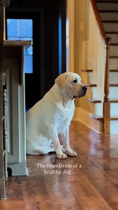 5.6K views · 4.7K reactions | A healthy gut microbiome is...