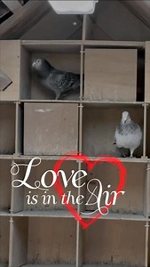 Our top breeder ‘Son Goed Grijs 998’ is ready for his favorite girl ‘Grizzle Dream’. She is a daughter of ‘Goed Grijs’ paired with her own father. ‘Son Goed Grijs 998’ is bred from ‘Crack 19’ x ‘Goed Grijs’. Both pigeons are original A. & B. Leideman #racingpigeon #racingpigeonsports #goedgrijs #sangerspigeons #pigeons | Sangers Pigeons