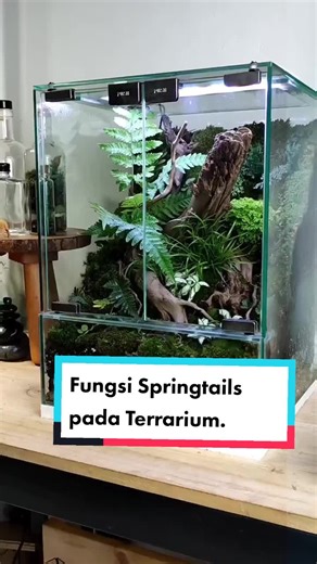 Fungsi Springtails pada Terrarium