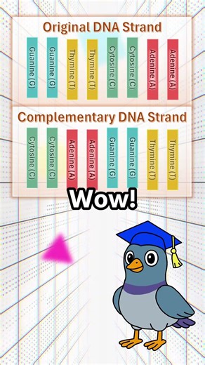 The Base Complementary Rule #shorts
