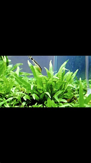 Sai_Aquascaper on Instagram: "He came. He inspected. He swam away 😀 Otocinclus checking Java fern after a weekly water change. Normal behavior in a healthy planted aquarium. #otocincluscatfish #javafern #plantedaquarium #aquascaping #aquariummaintenance"
