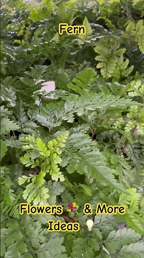 Fern - Flowers 💐 & More Ideas 💡