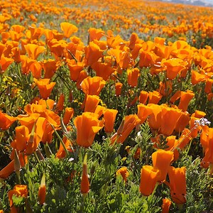California Poppy Seeds, Eschscholzia | American Meadows